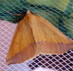 Neoterpes edwardsata