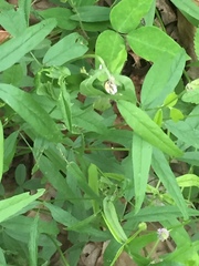 Orbexilum pedunculatum