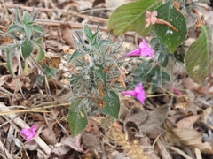 Ruellia inundata