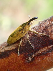 Lixus concavus
