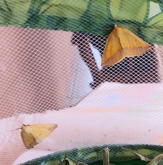 Neoterpes edwardsata