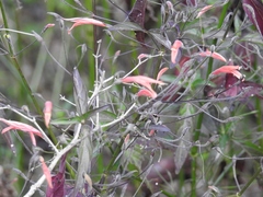 Dicliptera sciadephora