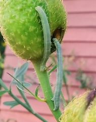 Neoterpes edwardsata