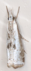 Microcrambus croesus
