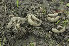 Helvella