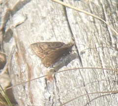 Erynnis icelus