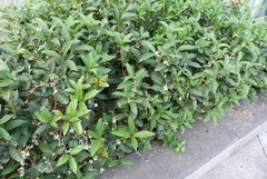 Osmanthus fragrans