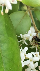 Odontomyia cincta