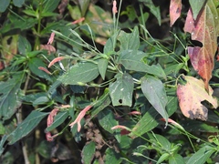 Dicliptera sciadephora