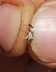 Acentrus histrio