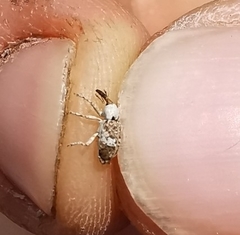 Acentrus histrio