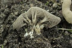 Helvella