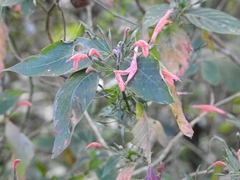 Dicliptera sciadephora