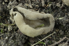 Helvella