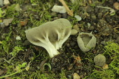 Helvella