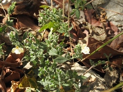 Henrya insularis