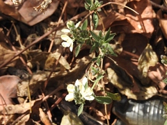 Henrya insularis