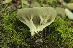 Helvella