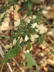 Henrya insularis