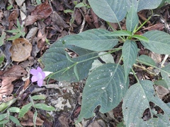 Ruellia breedlovei