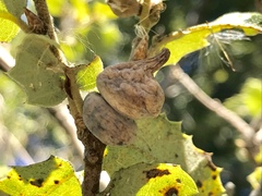 Heteroecus sanctaeclarae