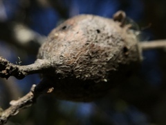 Protobalandricus spectabilis