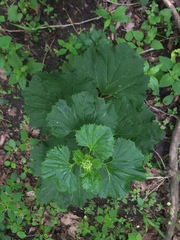 Arnoglossum reniforme