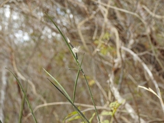 Haplophyton cimicidum
