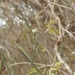 Metastelmatinae - Photo (c) Neptalí Ramírez Marcial, some rights reserved (CC BY), uploaded by Neptalí Ramírez Marcial