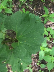 Arnoglossum reniforme