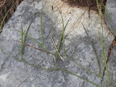 Haplophyton cimicidum