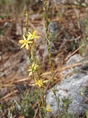 Echeandia breedlovei