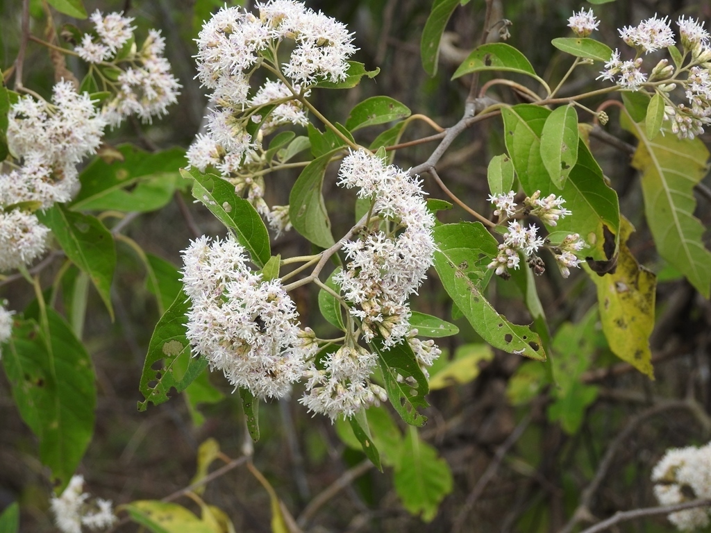 Eremosis leiocarpa