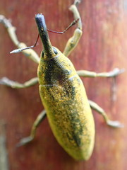 Lixus concavus