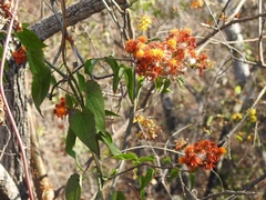 Pseudogynoxys haenkei