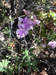 Lathyrus pauciflorus