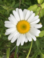 Leucanthemum vulgare