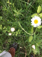 Leucanthemum vulgare