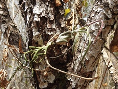 Tillandsia caput-medusae