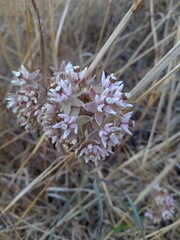 Asclepias fournieri
