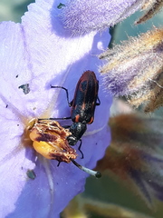 Astylus subannulatus