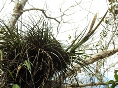 Tillandsia flavobracteata