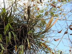 Tillandsia flavobracteata