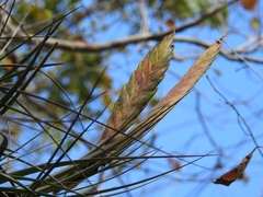 Tillandsia flavobracteata