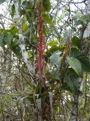 Tillandsia belloensis
