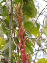 Tillandsia belloensis