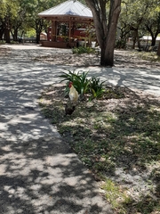 Gallus gallus domesticus