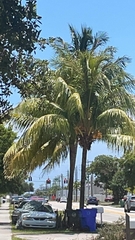 Cocos nucifera