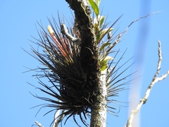 Tillandsia zoquensis