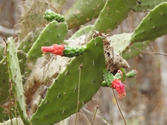 Opuntia dejecta